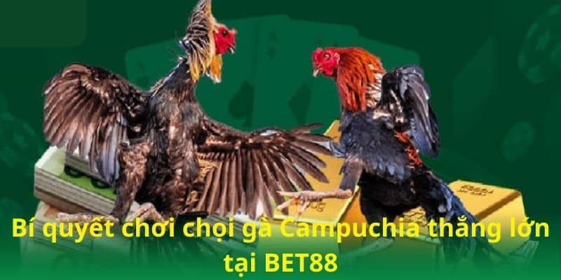 Bí quyết chơi chọi gà Campuchia thắng lớn tại BET88