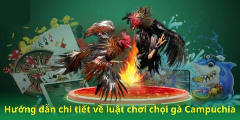 Hướng dẫn chi tiết về luật chơi chọi gà Campuchia