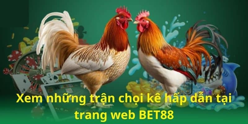 Xem những trận chọi kê hấp dẫn tại trang web BET88
